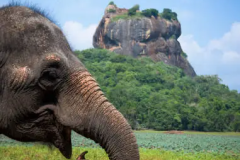 Elephant near Sigiriya lion rock fortress in Sigiriya, Sri Lanka