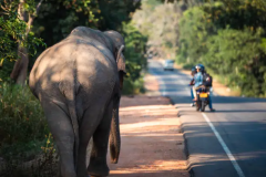 Photo taken in Dambulla, Sri Lanka